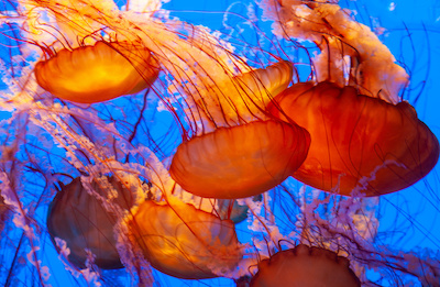beautiful orange jellyfish