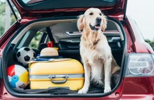 golden retriever dog sitting in car trunk with luggage for trip pet-friendly hotel arundel
