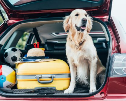 golden retriever dog sitting in car trunk with luggage for trip pet-friendly hotel arundel