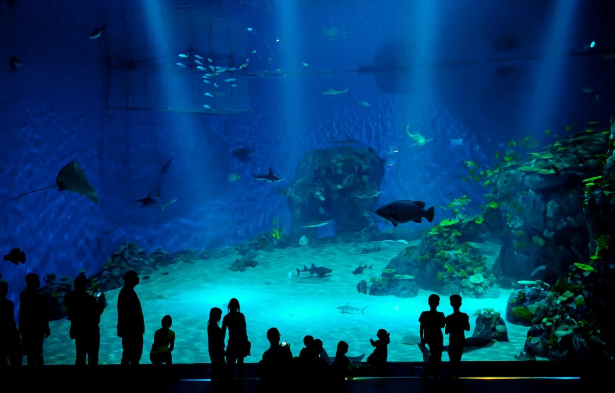Large blue aquarium tank with swimming fish and coral on the ground